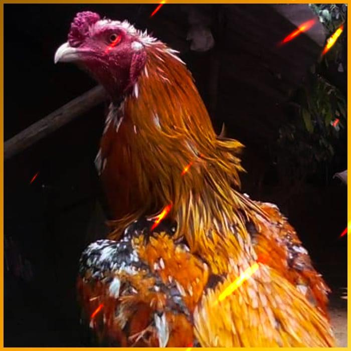 moopanda888 เว็บตรง สล็อต ฝากถอนออโต้ ไม่ผ่านเอเย่นต์ 2026